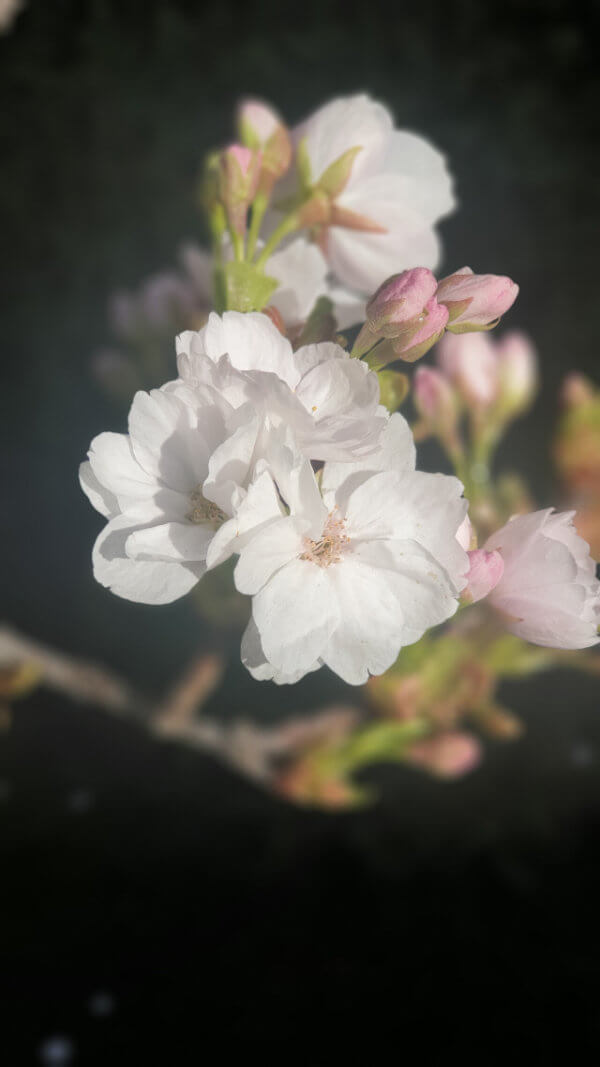 Blüten_S