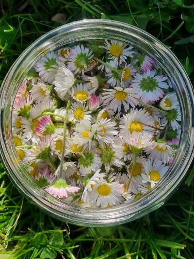 Heilkräuter Workshop – Die Apotheke der Natur – Bild 9