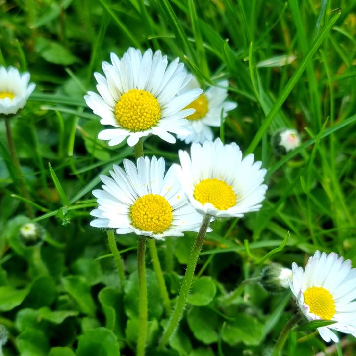 Gänseblümchen Balsam - Workshop