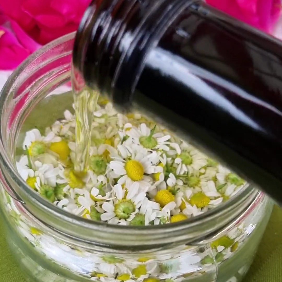 Gänseblümchen Balsam selbermachen