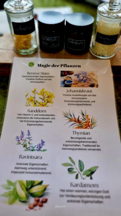 Naturapotheke-Workshop – Bild 3