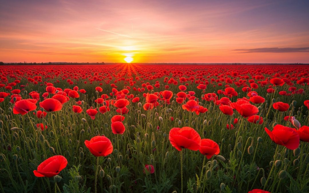 Mohn