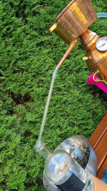 Lavendel destillieren im Workshop – Bild 5