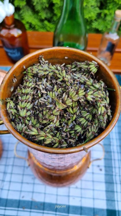 Lavendel destillieren im Workshop – Bild 3