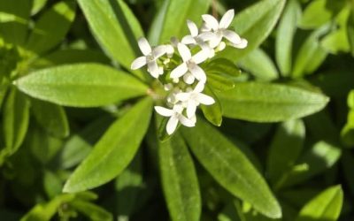 Waldmeister – das duftende Labkraut