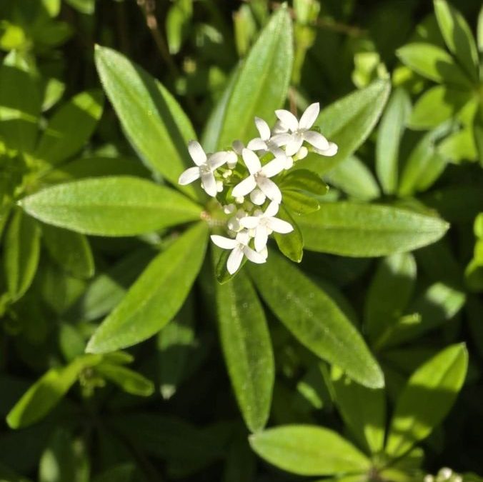 Waldmeister – das duftende Labkraut