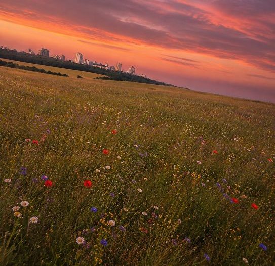 Wildblumenwiese Großziethen_s