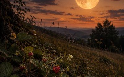 🌕 Mondbrief  6 – zum Erdbeermond  im Juni
