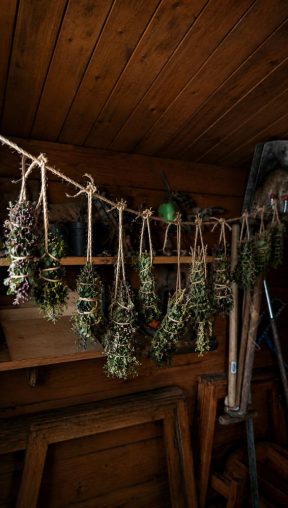 Kräuterbündel hängen zum Trocknen an der Decke einer Holzhütte