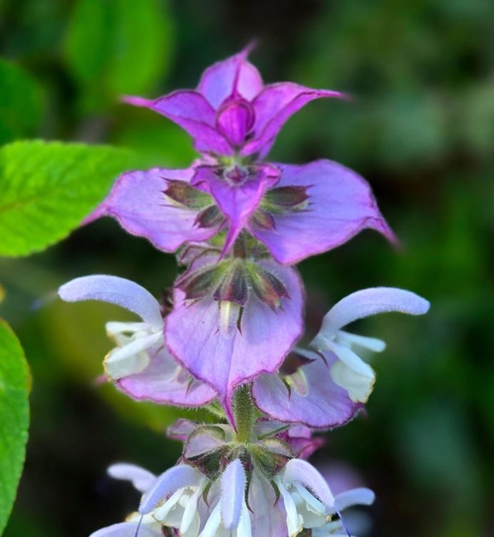 Muskatellersalbei mit rosavioletten Hochblättern in voller Blüte im Garten